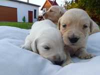 Pieski Golden retriever