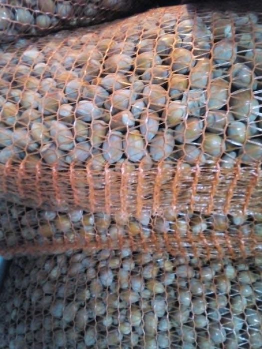 orzechy laskowe Cosford  10 kg