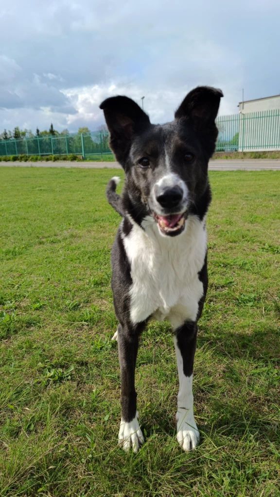 Oddam suczkę MEGI Border Collie