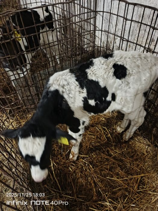 Sprzedam cielaka byczka hf