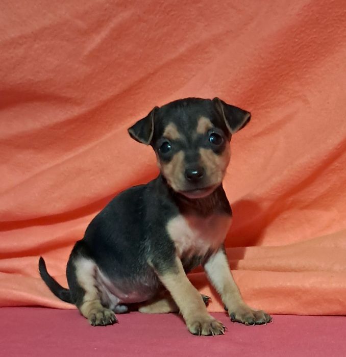 Pinscher super miniatura