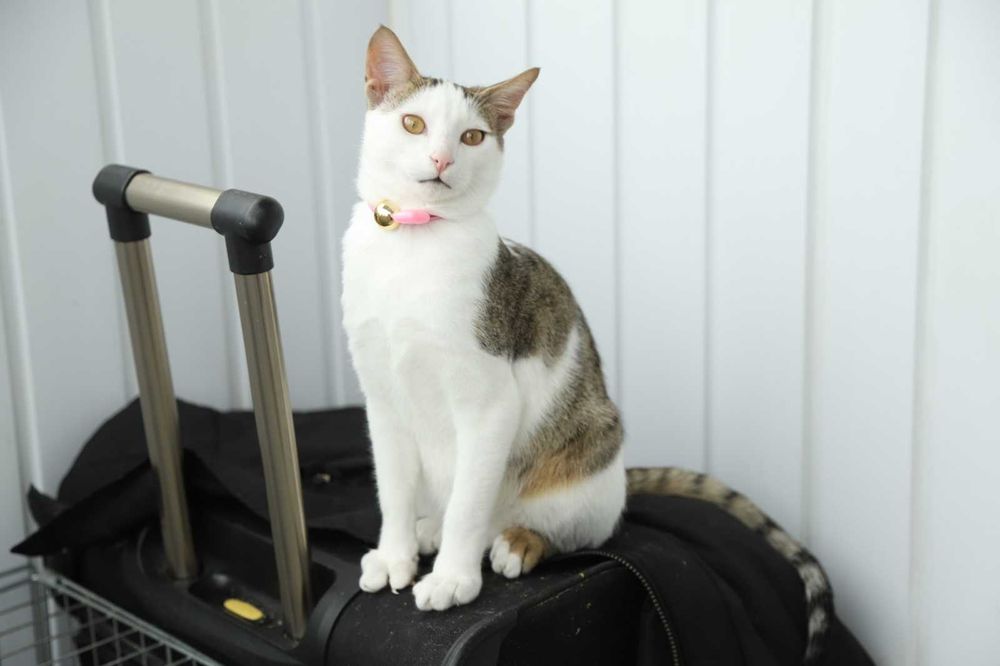 Даник в добрые руки!