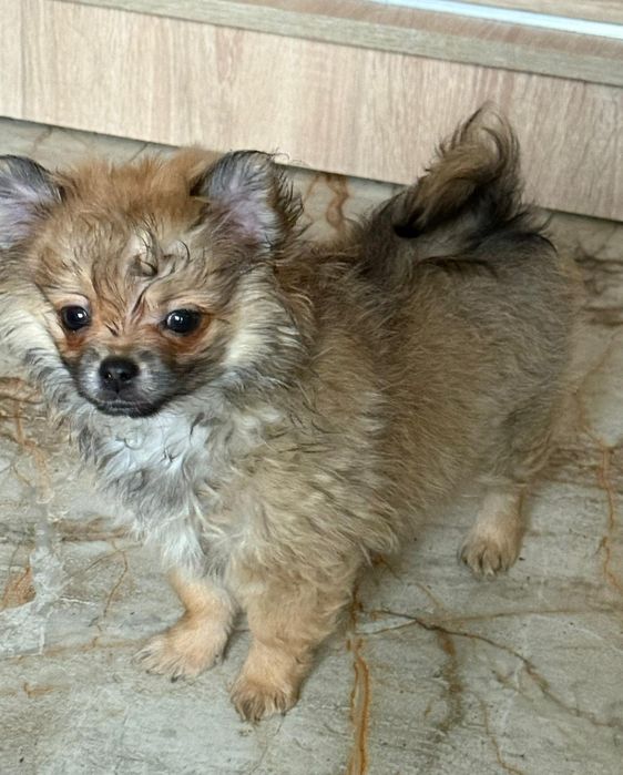 Maleńka suczka  chihuahua