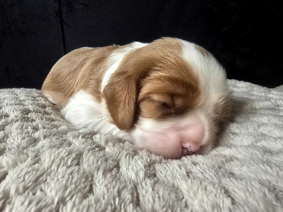Cavalier King Charles Spaniel ZKwP/FCI