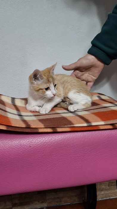 Dá-se gatinhos bebés