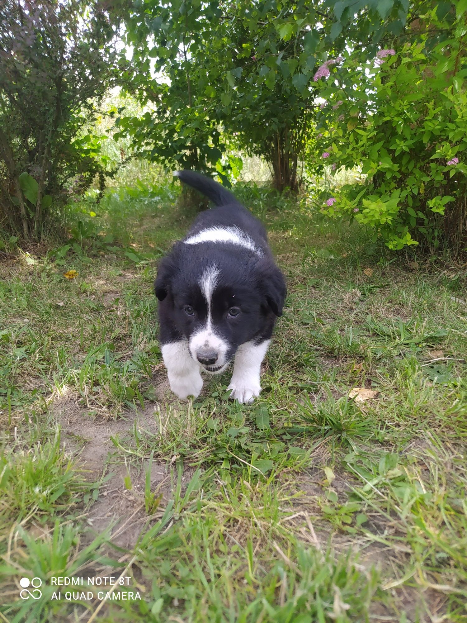 Border Collie - Czarno biała