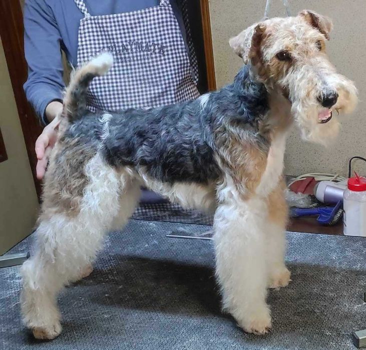 Тримминг и стрижки собак.