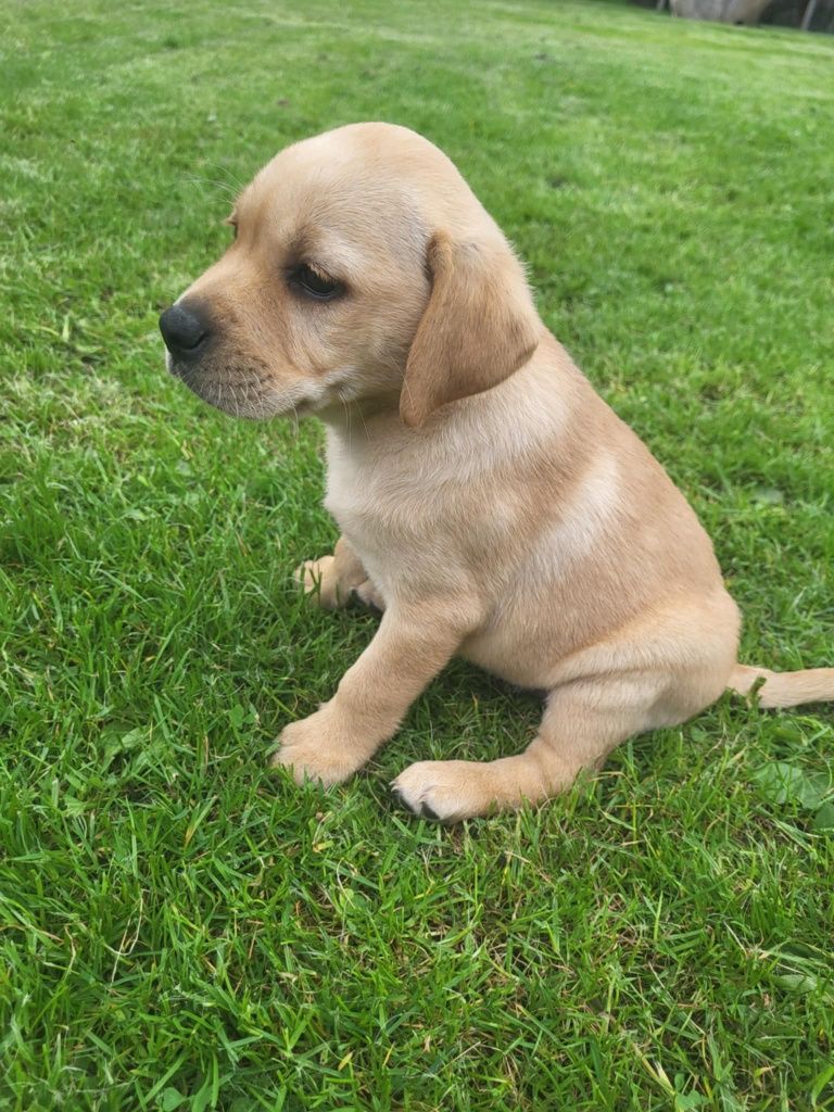 Labrador Retriever suczka