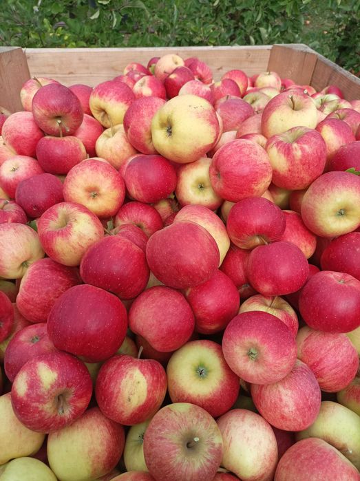 Sprzedam jabłka Champion