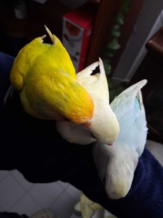 Rosicolis criados a mão