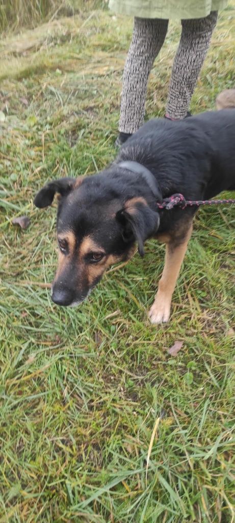 Tabs poleca się do adopcji
