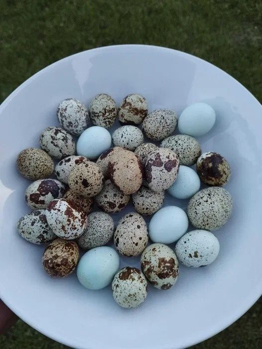 Przepiórki Japońskie Celadon mix.