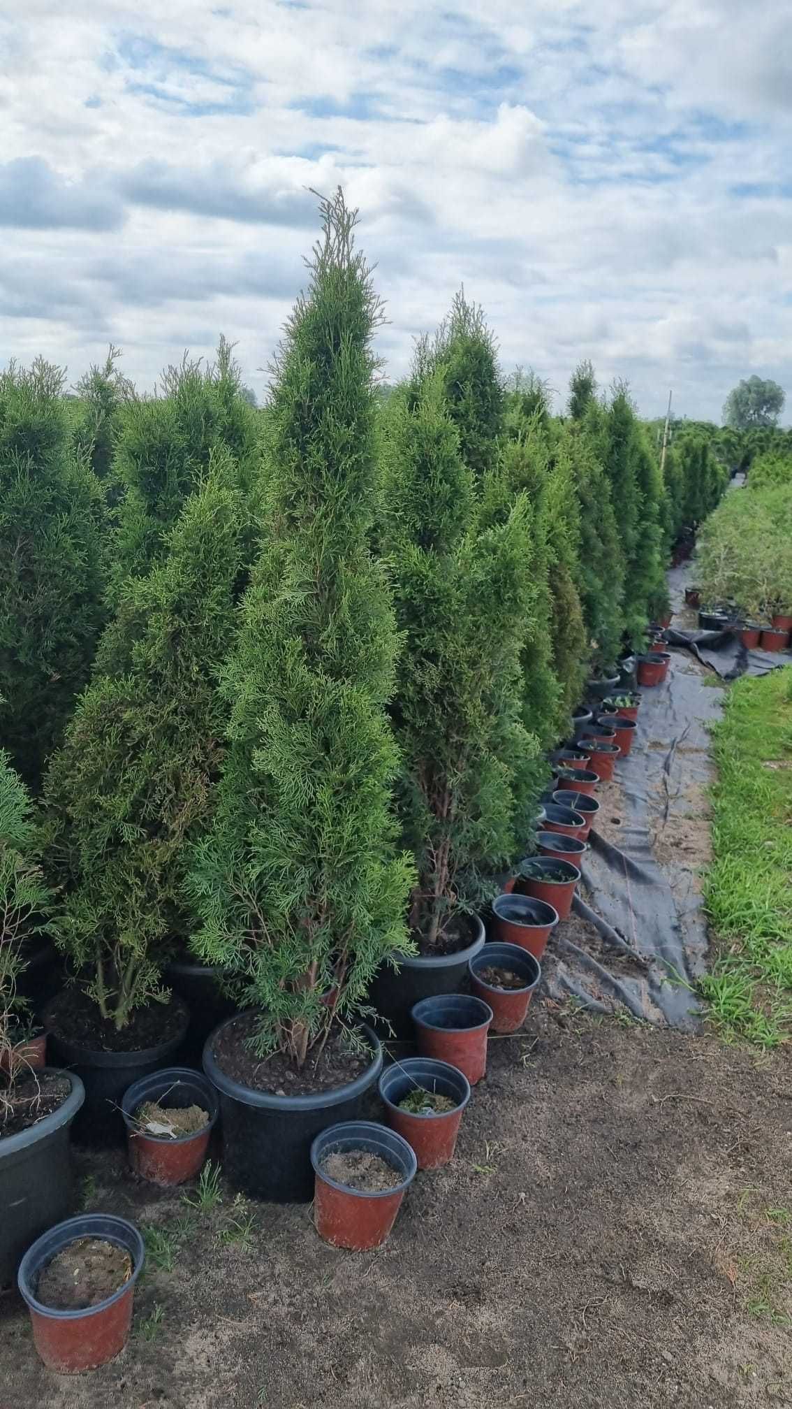 Tuja Thuja  Szmaragd tuje  kopana gruba 110cm 120cm 130 cm  Kalisz