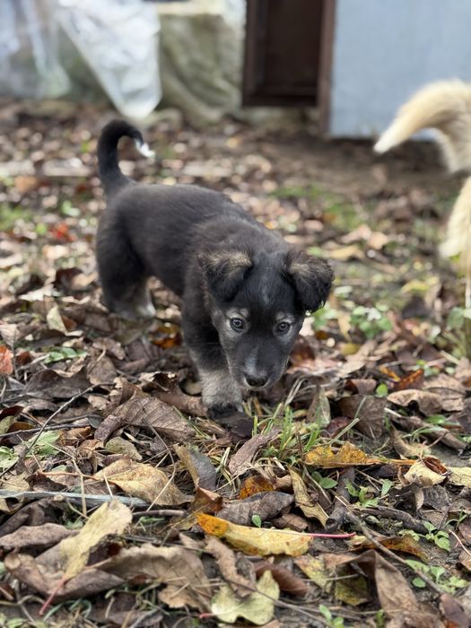 Щеня собачка - буде невеликого розміру, щеплена
