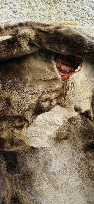 Дублянка чоловіча, чорна