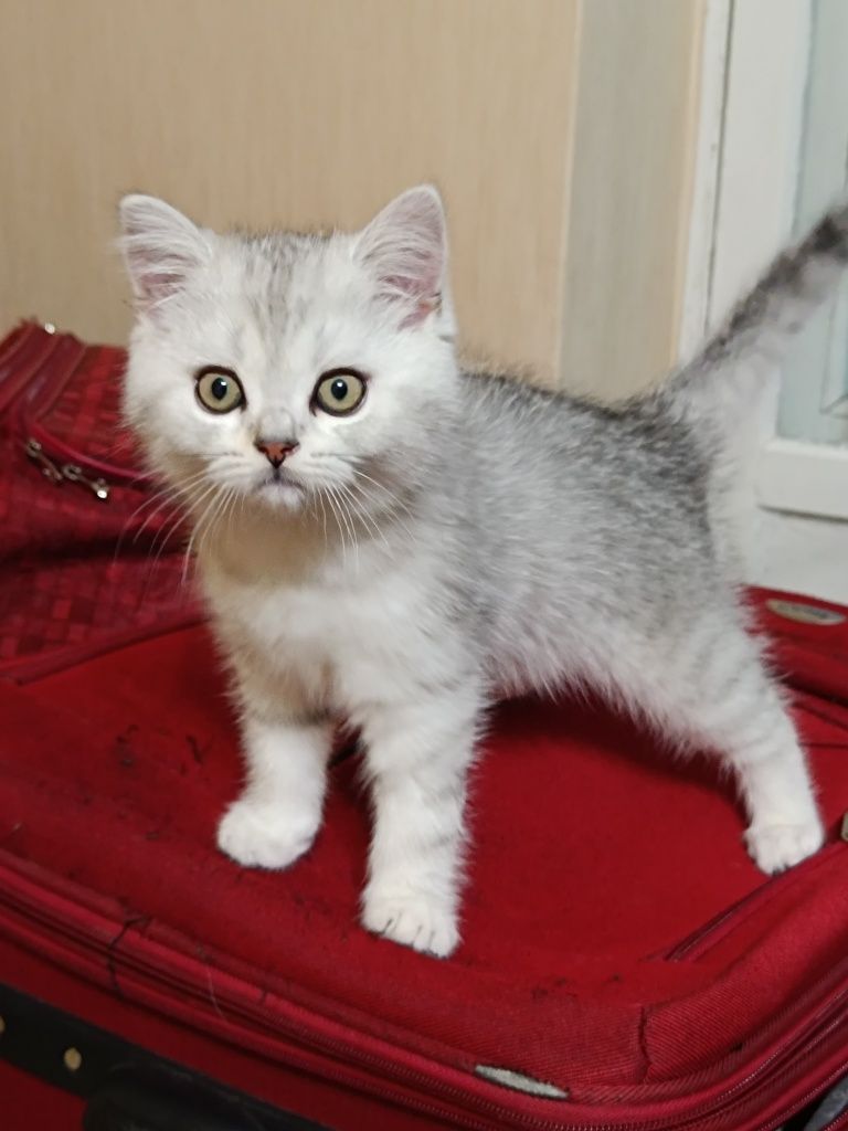 отдаем британского котенка - срочно!