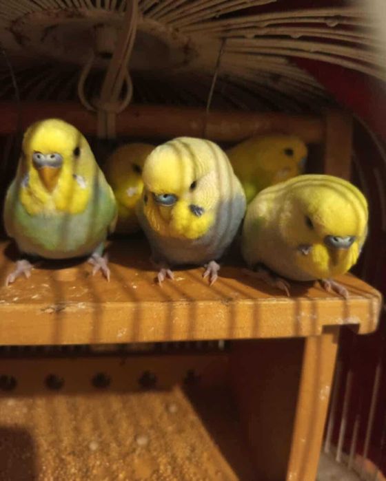 Sprzedam papugi faliste