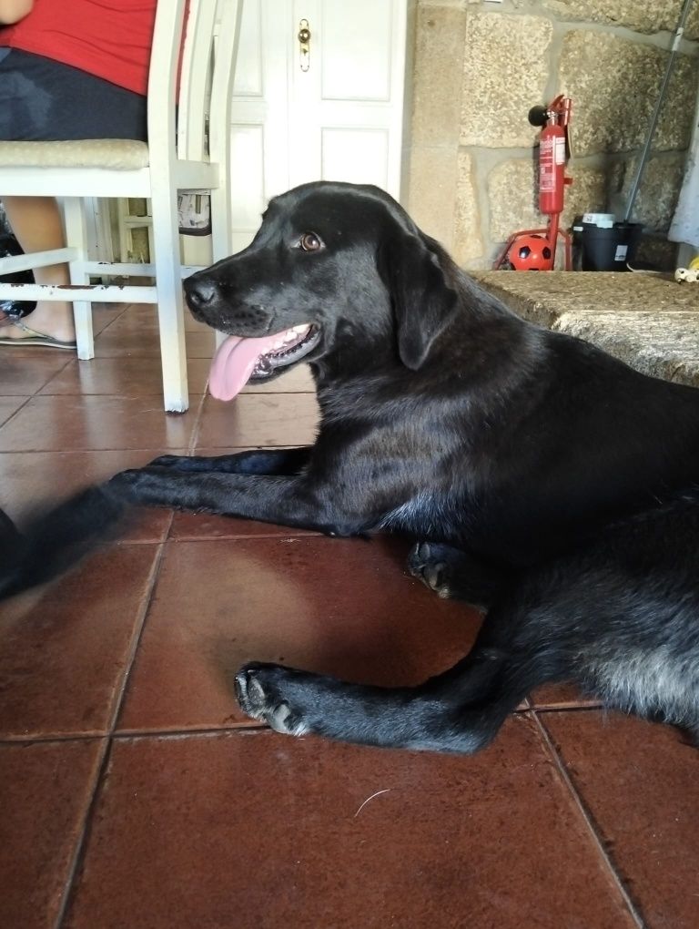 Cães para adoção