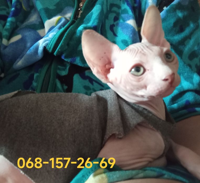 Котик канадський сфінкс