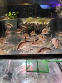 Corydoras arcuatus /SKLEP SKALAR