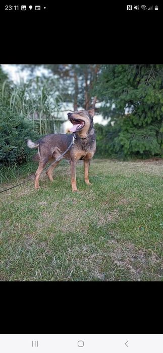 Pies co się cieszy byle czym