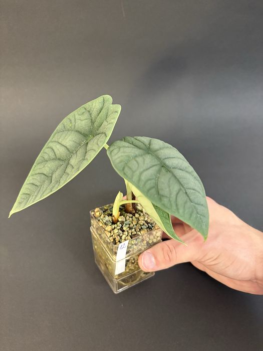 Alokazja - nadwyżki - gęsto!