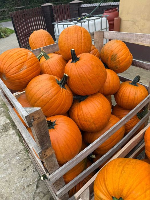 Dynia Halloween Duże