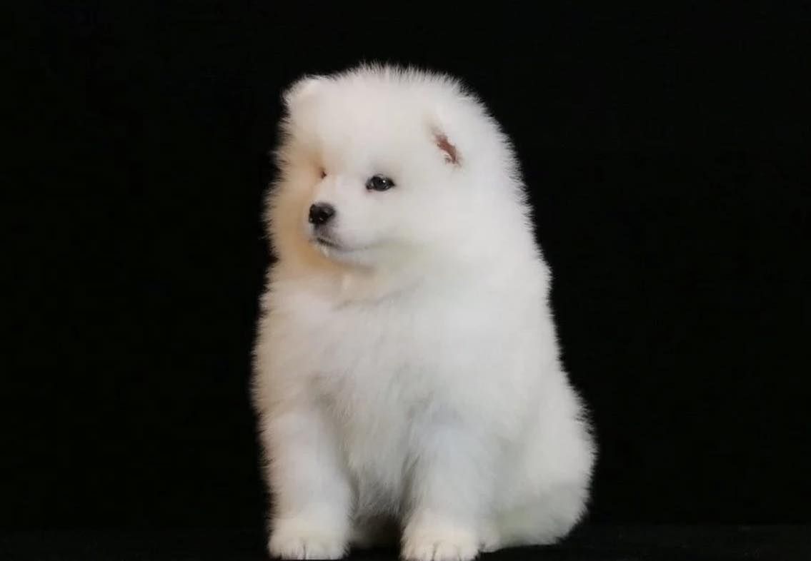 Samojed samoyed szczeniak