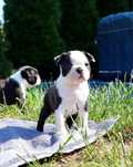 Boston terrier suczka zkwp fci