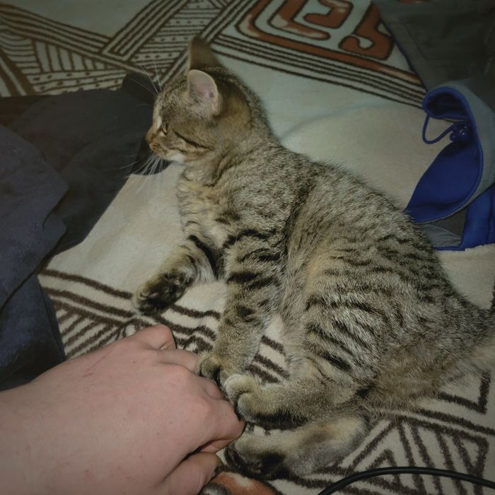 Віддам котика безкоштовно