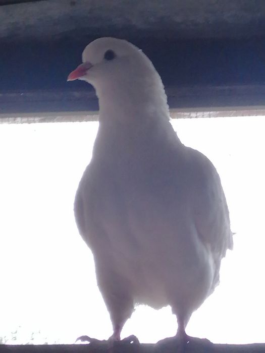 Pombos King e Capuchinhos