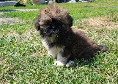 Sunia rasy shih tzu gotowa do zmiany domu