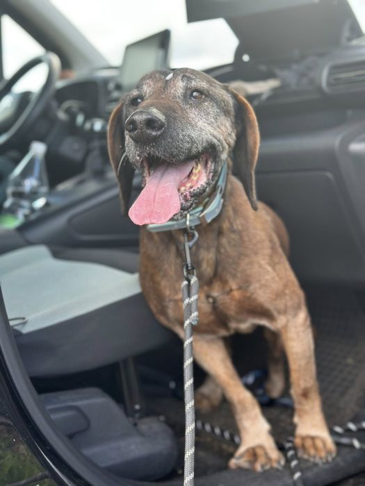 Trio, senior posokowiec bardzo źle znosi Schronisko