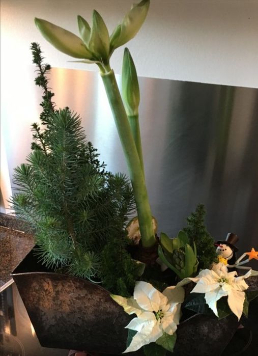 Amarylis w żywej kompozycji