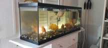 Aquário com 10 Peixes