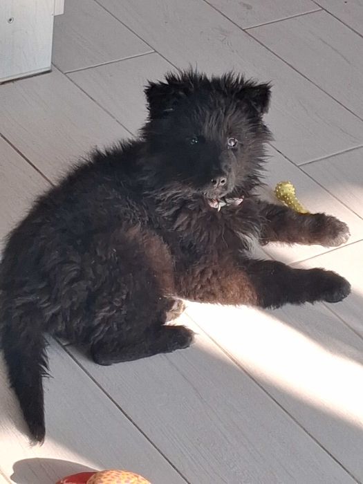 Piesek Owczarek Niemiecku Długowłosy Czarny