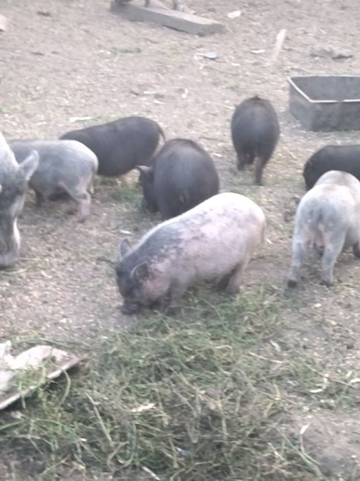 Продаються свині китайські