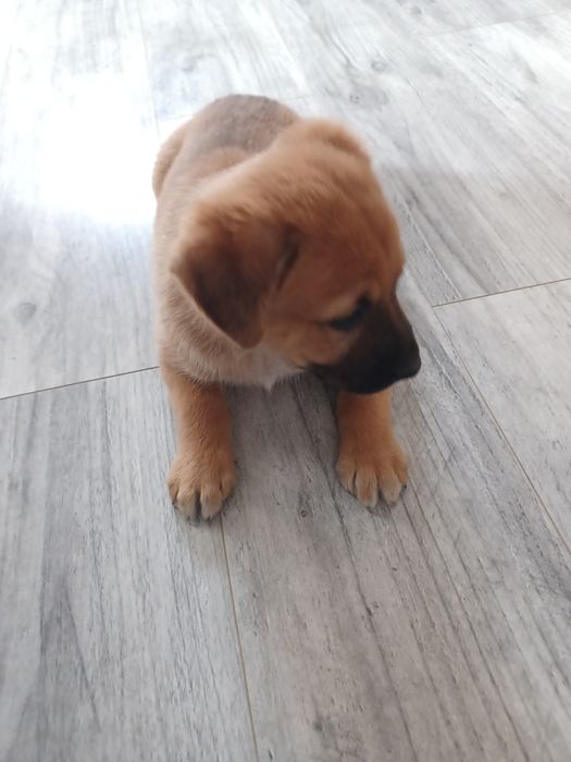 Pieski do adopcji
