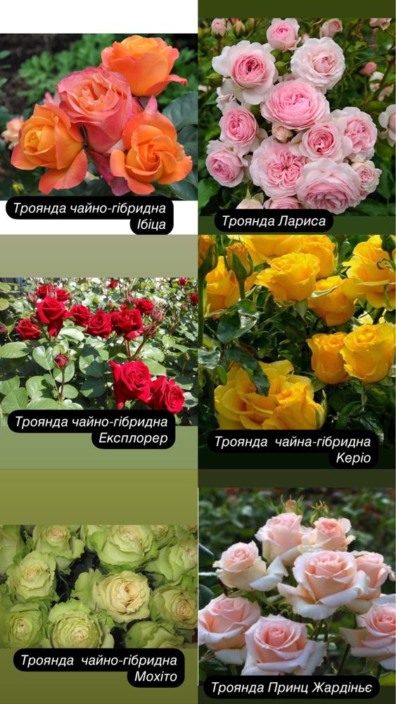 Троянди плетисті, англійські, бордюрні, чайно — гібридні!