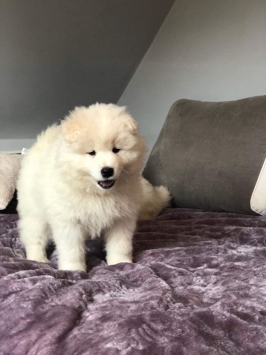 Biały Samoyed Szczeniak