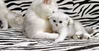 Super kittens.Чистокровні срібні кошенята. Skottish fold , Stright.