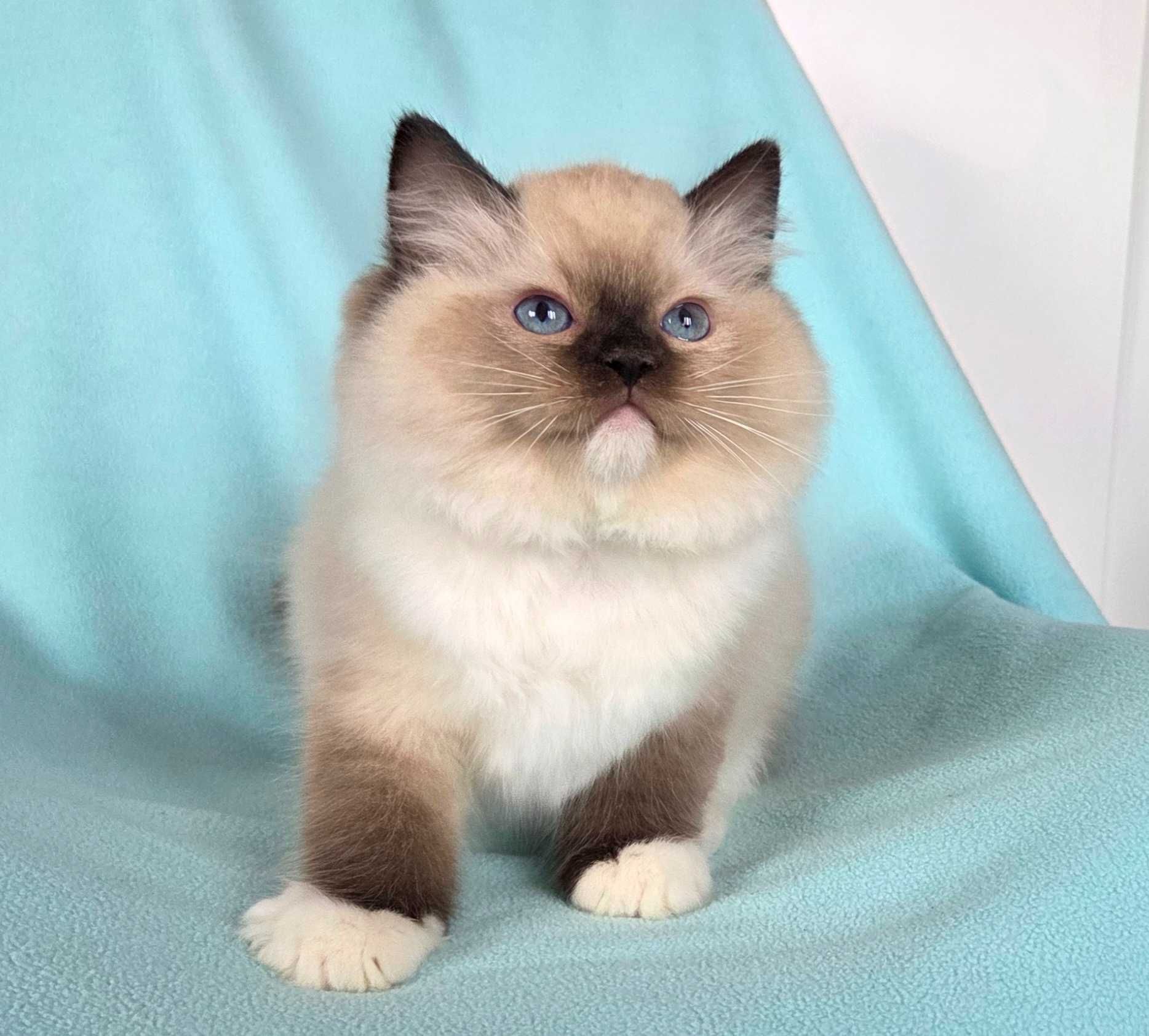 Ragdoll kocur z rodowodem FPL,
