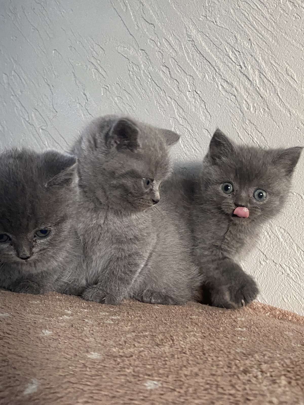 Продам британські котики!!!