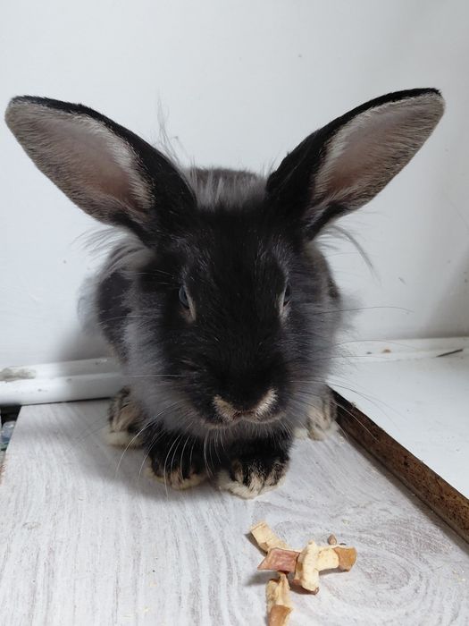 Królik mini lop z klatką