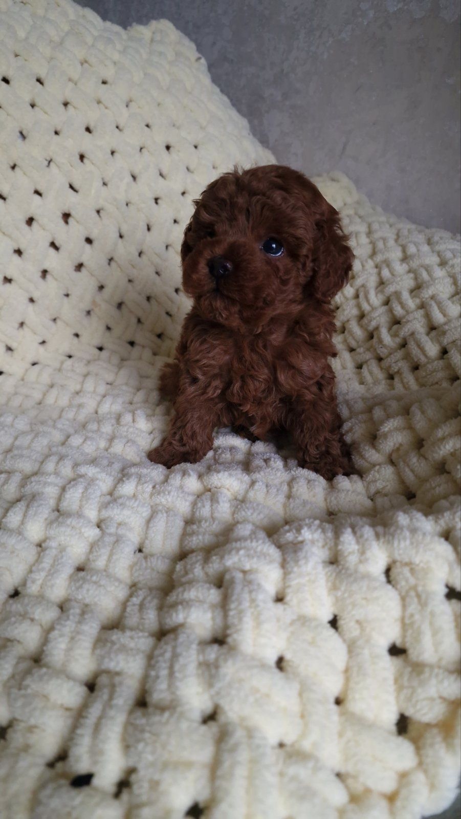 Teddy poodle mini, Maltipoo F2, mini dog!