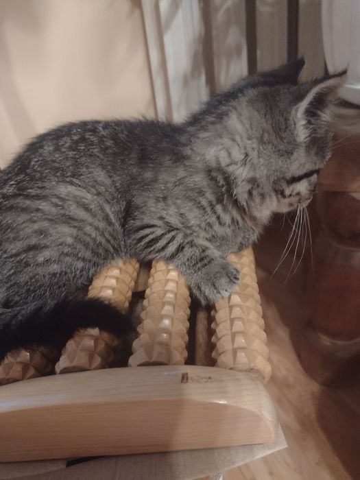 Maluszek ,kocurek,szuka domku.