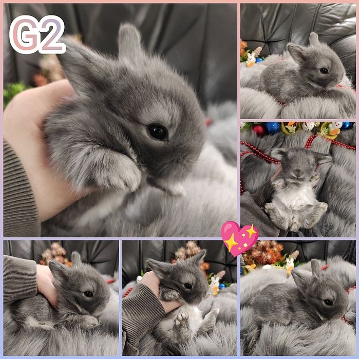 Śliczne Króliczki Karzełki/Mini Lop Niebieskie Silver Wyprawka