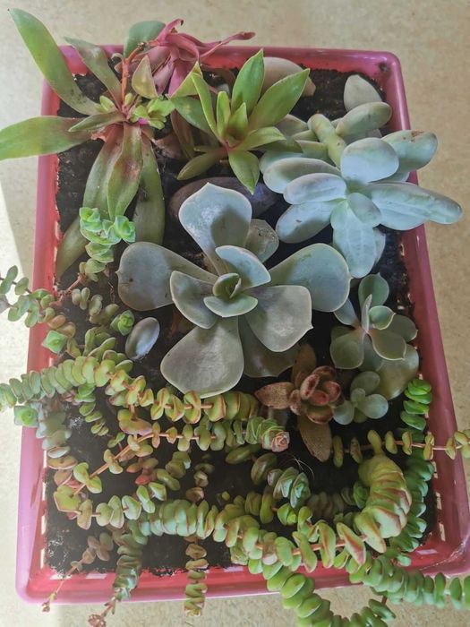 Zestaw sukulentów - Mix