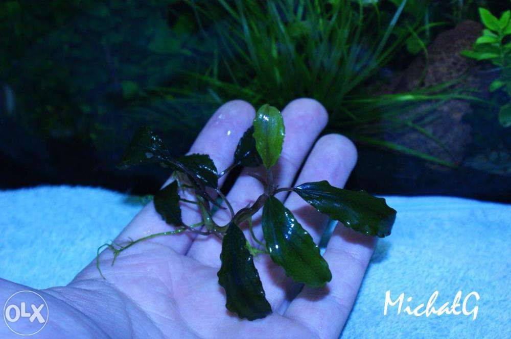 Bucephalandra ShineBlue Piękne sadzonki!