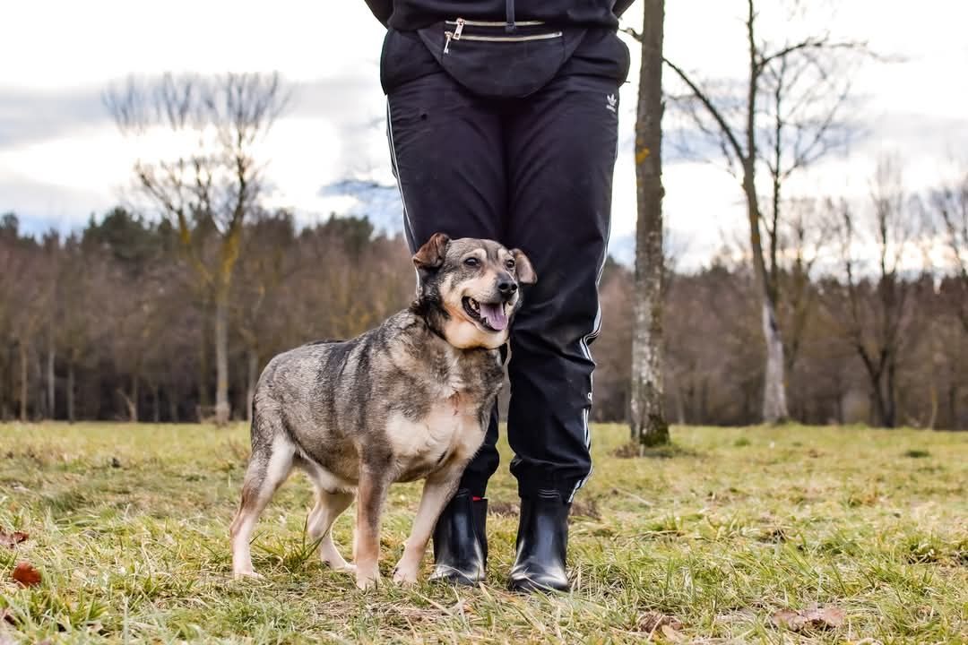 Daj dom cudownemu psiakowi! Merlin czeka!